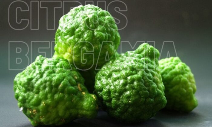 Hal Menarik Yang Bisa Kita Dapatkan Dari Bergamot