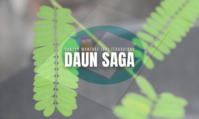 Daun Saga. Banyak Manfaat Tapi Malah Terabaikan