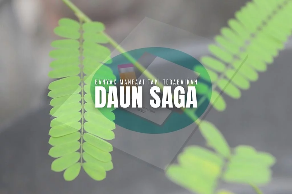 Read more about the article Daun Saga. Banyak Manfaat Tapi Malah Terabaikan