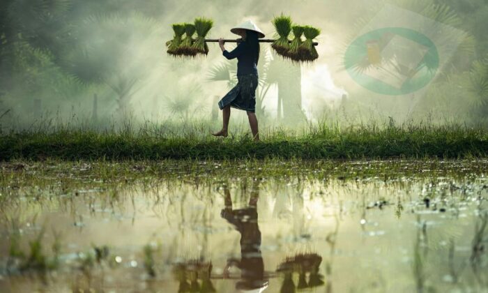 Status menjadi Penentu: Kisah Dibalik Mandi Lumpur