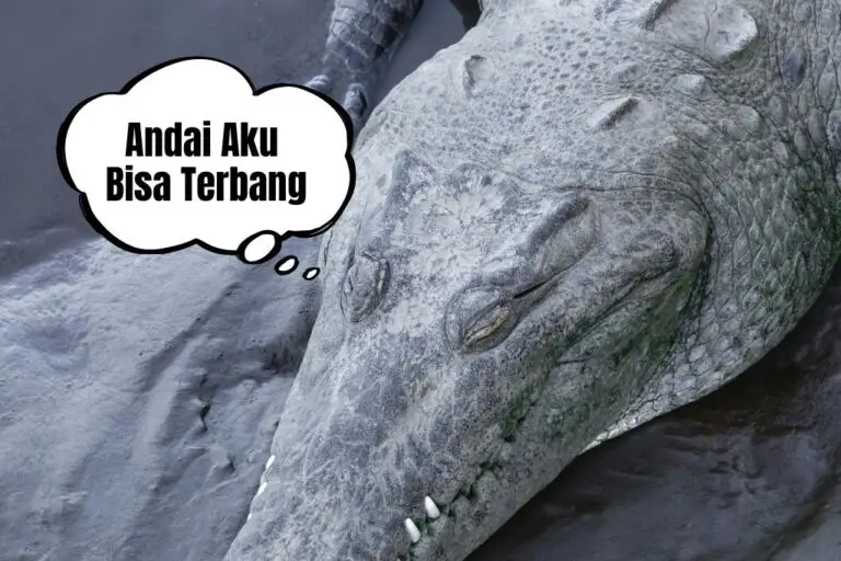 Buaya dan Mimpi Besar: Aku Ingin Terbang