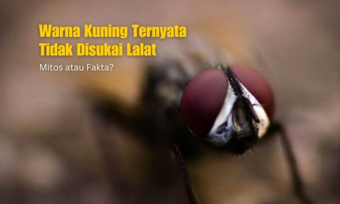 Warna Kuning Ternyata Tidak Disukai Lalat. Mitos atau Fakta?