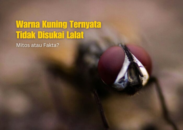 Warna Kuning Ternyata Tidak Disukai Lalat. Mitos atau Fakta?