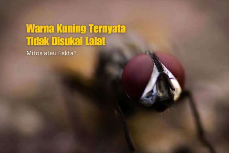 Warna Kuning Ternyata Tidak Disukai Lalat. Mitos atau Fakta?