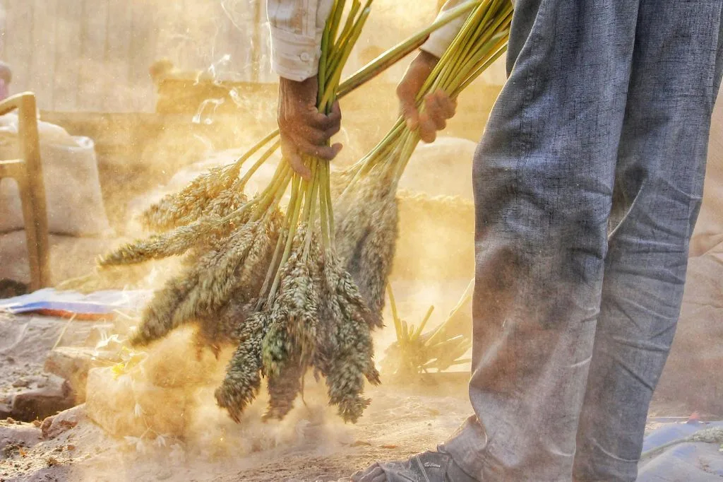 Read more about the article Sorgum: Panganan Baik Alternatif Beras yang Terlupakan