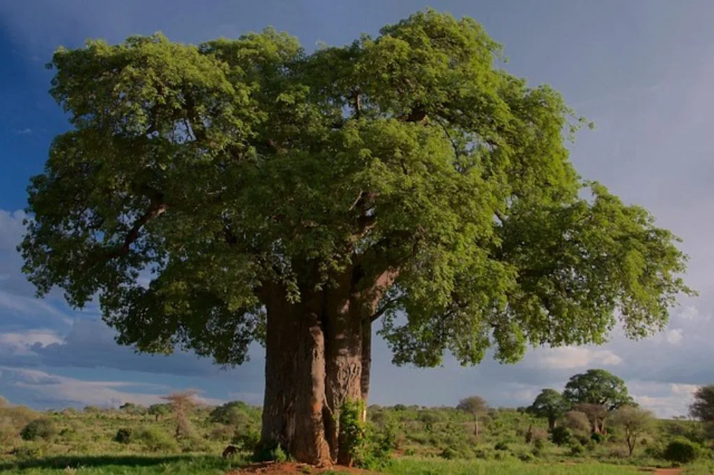 Read more about the article Sedekah Pohon: Investasi Abadi yang Tak Pernah Rugi. Buktikan!