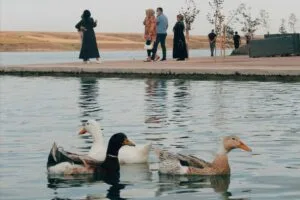 Duck Syndrome: Di Balik ‘Perfect Life’, Ada ‘Real Stress’ Sembunyi