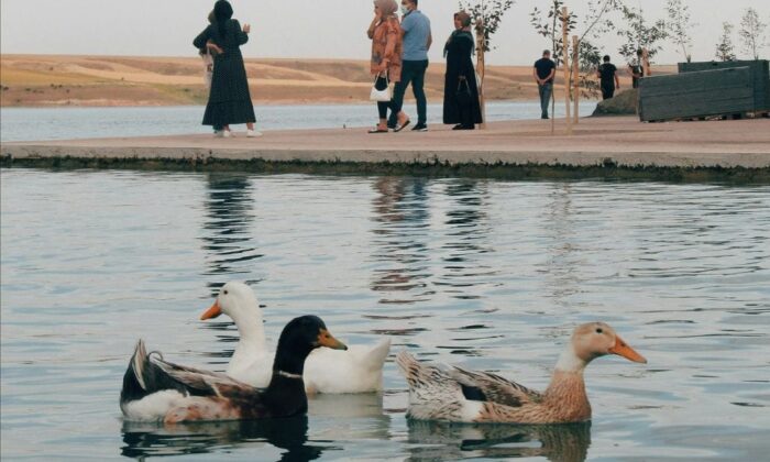 Duck Syndrome: Di Balik ‘Perfect Life’, Ada ‘Real Stress’ Sembunyi