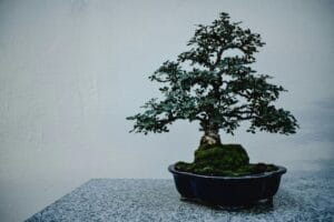 Bukan Robot, Bukan AI: Kita Fokus di Akademi Bonsai Saja lah