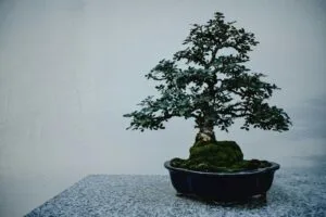 Bukan Robot, Bukan AI: Kita Fokus di Akademi Bonsai Saja lah
