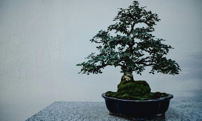 Bukan Robot, Bukan AI: Kita Fokus di Akademi Bonsai Saja lah