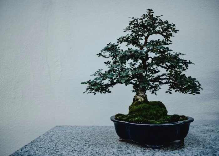 Bukan Robot, Bukan AI: Kita Fokus di Akademi Bonsai Saja lah