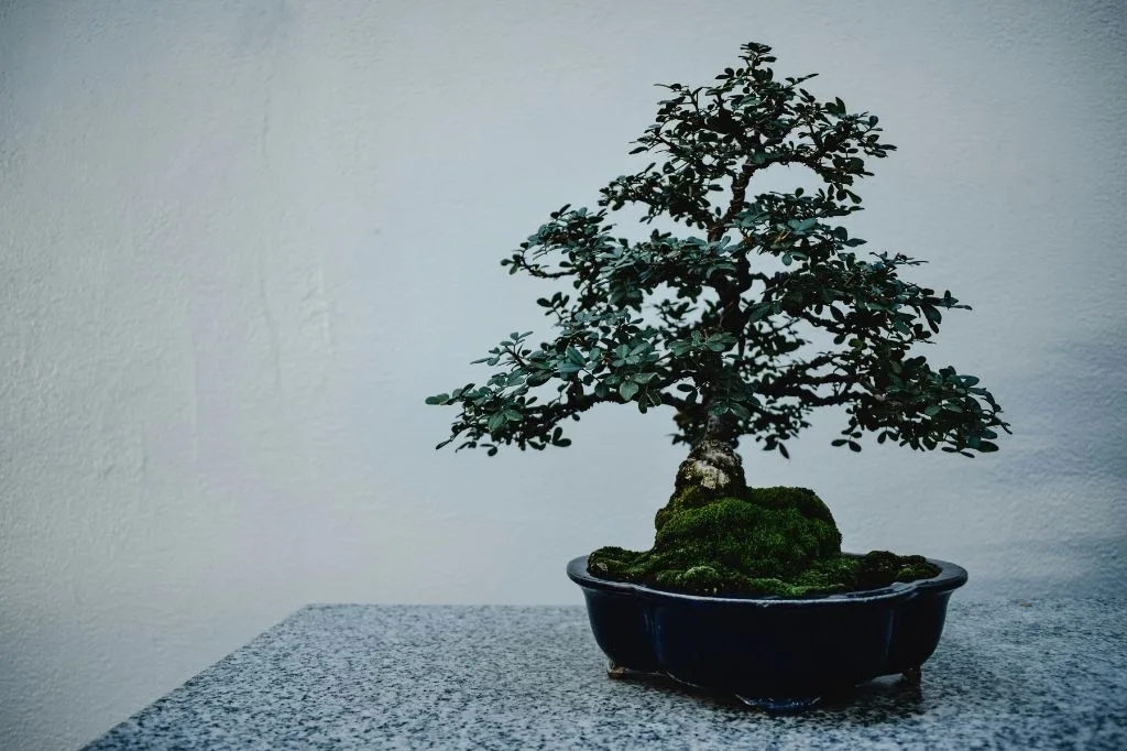 Read more about the article Bukan Robot, Bukan AI: Kita Fokus di Akademi Bonsai Saja lah