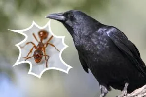 Gagak dan Semut: Ketika Insting Alam Jadi Life Hack Terbaik