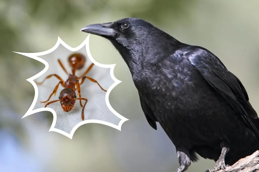 Read more about the article Gagak dan Semut: Ketika Insting Alam Jadi Life Hack Terbaik